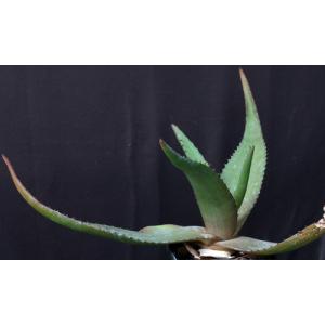 Aloe immaculata 5-inch pots