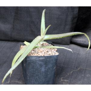Aloe inamara one-gallon pots