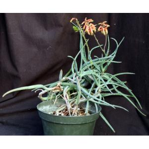 Aloe isaloensis 10-inch pots