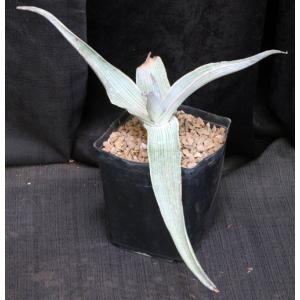 Aloe karasbergensis one-gallon pots