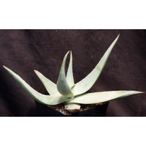 Aloe karasbergensis one-gallon pots