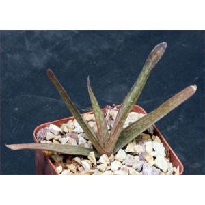 Aloe kilifiensis 4-inch pots