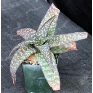 Aloe kilifiensis 4-inch pots