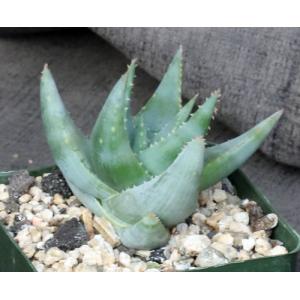 Aloe krapohliana var. dumoulinii 4-inch pots