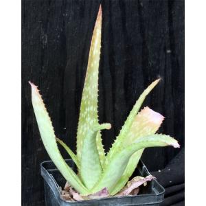 Aloe lateritia var. lateritia (Lindi, Tanzania) 5-inch pots