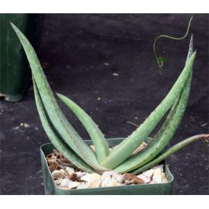 Aloe lavranosii 4-inch pots