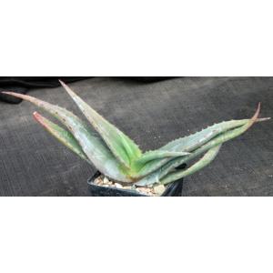 Aloe lavranosii 4-inch pots