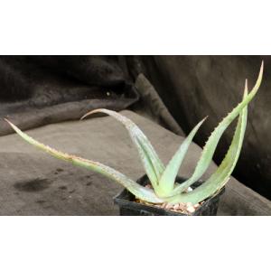 Aloe lavranosii 5-inch pots