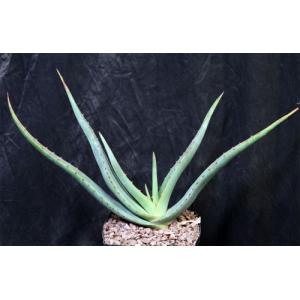 Aloe lavranosii one-gallon pots