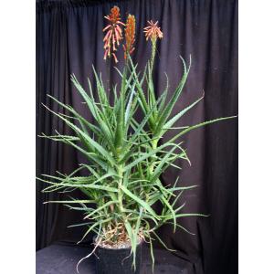 Aloe lensayuensis (WY 1185, Marsabit, Kenya) 3-gallon pots