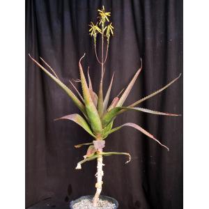 Aloe leptosiphon 3-gallon pots