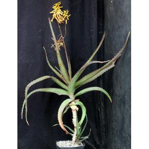 Aloe leptosiphon one-gallon pots