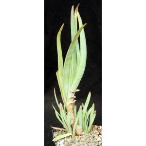 Aloe lineata (Strap Form) 5-inch pots