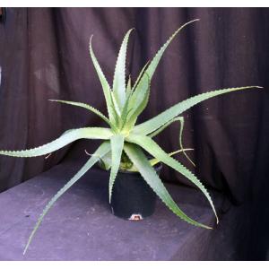 Aloe lolwensis 2-gallon pots