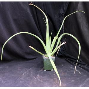 Aloe lomatophylloides 4-inch pots