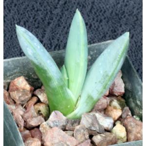 Aloe longistyla 2-inch pots