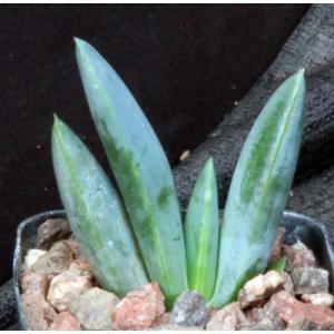 Aloe longistyla 2-inch pots