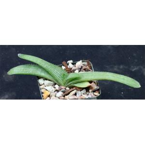 Aloe maculata 4-inch pots