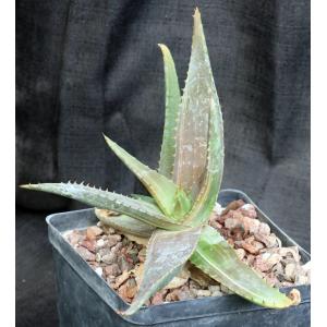 Aloe maculata (variegated) one-gallon pots