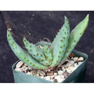 Aloe marlothii 4-inch pots