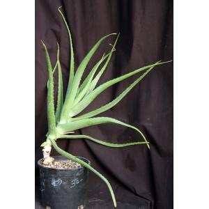 Aloe massawana 3-gallon pots
