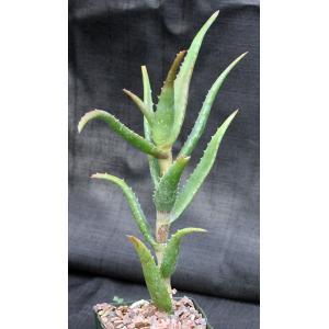 Aloe mawii 5-inch pots