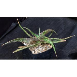 Aloe mcloughlinii one-gallon pots