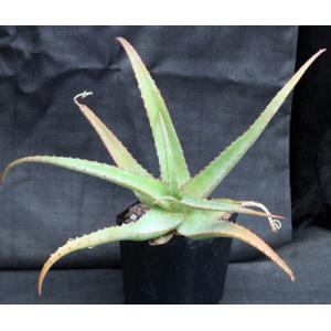 Aloe megalacantha one-gallon pots