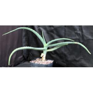 Aloe megalacantha one-gallon pots