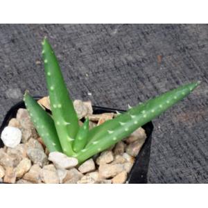 Aloe melanacantha 2-inch pots