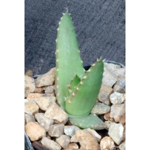 Aloe melanacantha 2-inch pots