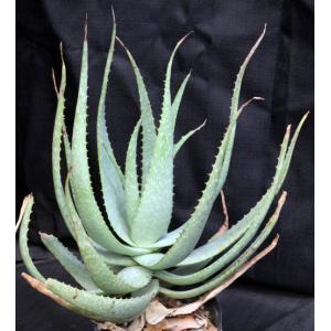 Aloe microstigma one-gallon pots