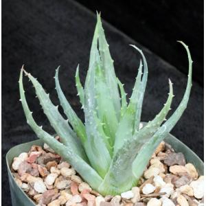 Aloe microstigma x humilis 5-inch pots