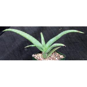 Aloe monotropa 5-inch pots