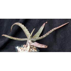 Aloe monotropa 5-inch pots