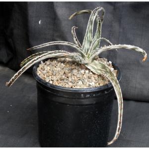 Aloe montis-nabro 2-gallon pots