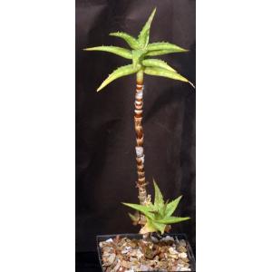 Aloe morijensis 5-inch pots
