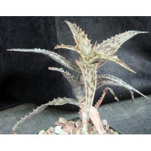 Aloe mossurilensis 4-inch pots