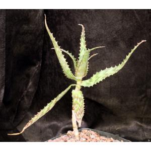 Aloe mossurilensis one-gallon pots