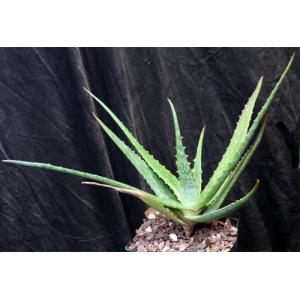 Aloe mubendiensis one-gallon pots