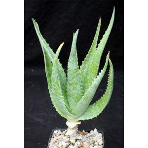 Aloe mubendiensis 5-inch pots
