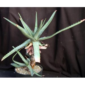 Aloe mudenensis 2-gallon pots
