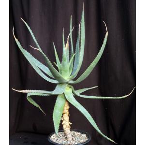 Aloe ngongensis (WY 1057) 3-gallon pots