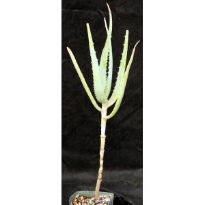 Aloe ngongensis (WY 1057) 5-inch pots