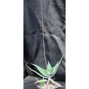 Aloe niensiensis 5-inch pots