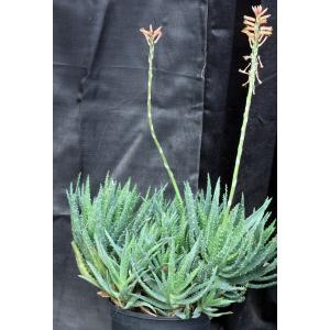 Aloe nobilis 3-gallon pots