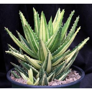 Aloe nobilis (variegated) 8-inch pots