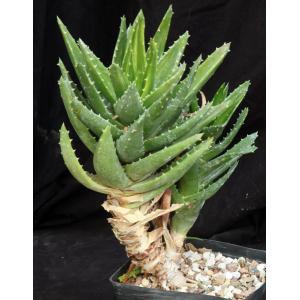 Aloe nobilis (variegated) one-gallon pots