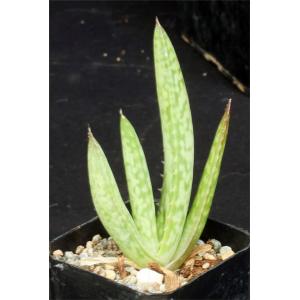 Aloe officinalis 2-inch pots