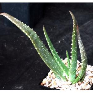 Aloe officinalis 5-inch pots